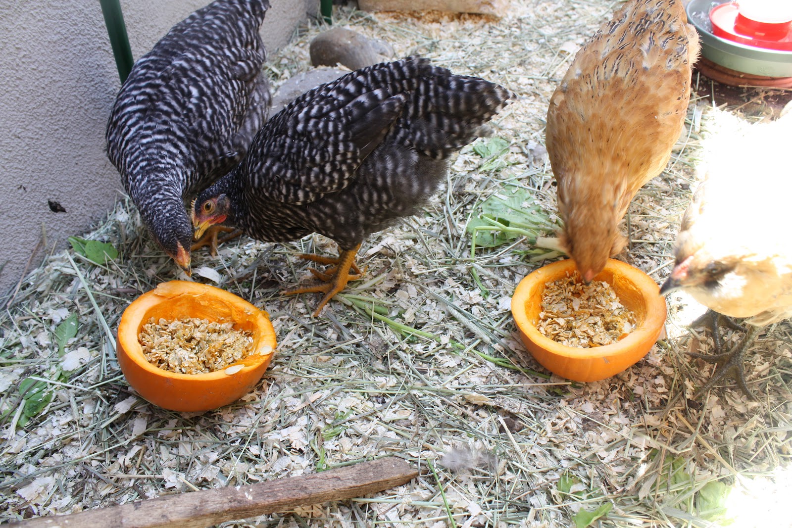 Sunny Simple Life Pumpkin Seeds as a Dewormer for Chickens